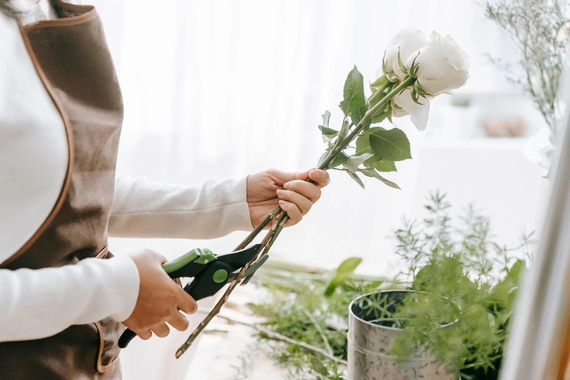 Secateurs trimming a long-stem white rose