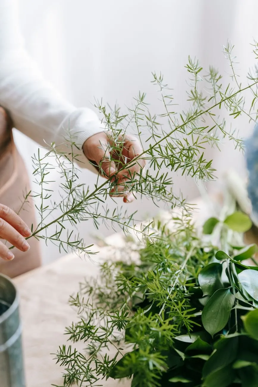 Asparagus fern held up against a white wall